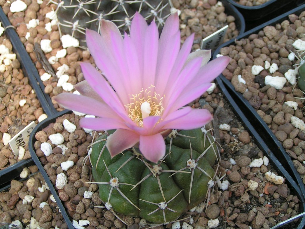 Gymnocalycium uruguayense vroseiflorum LB 655